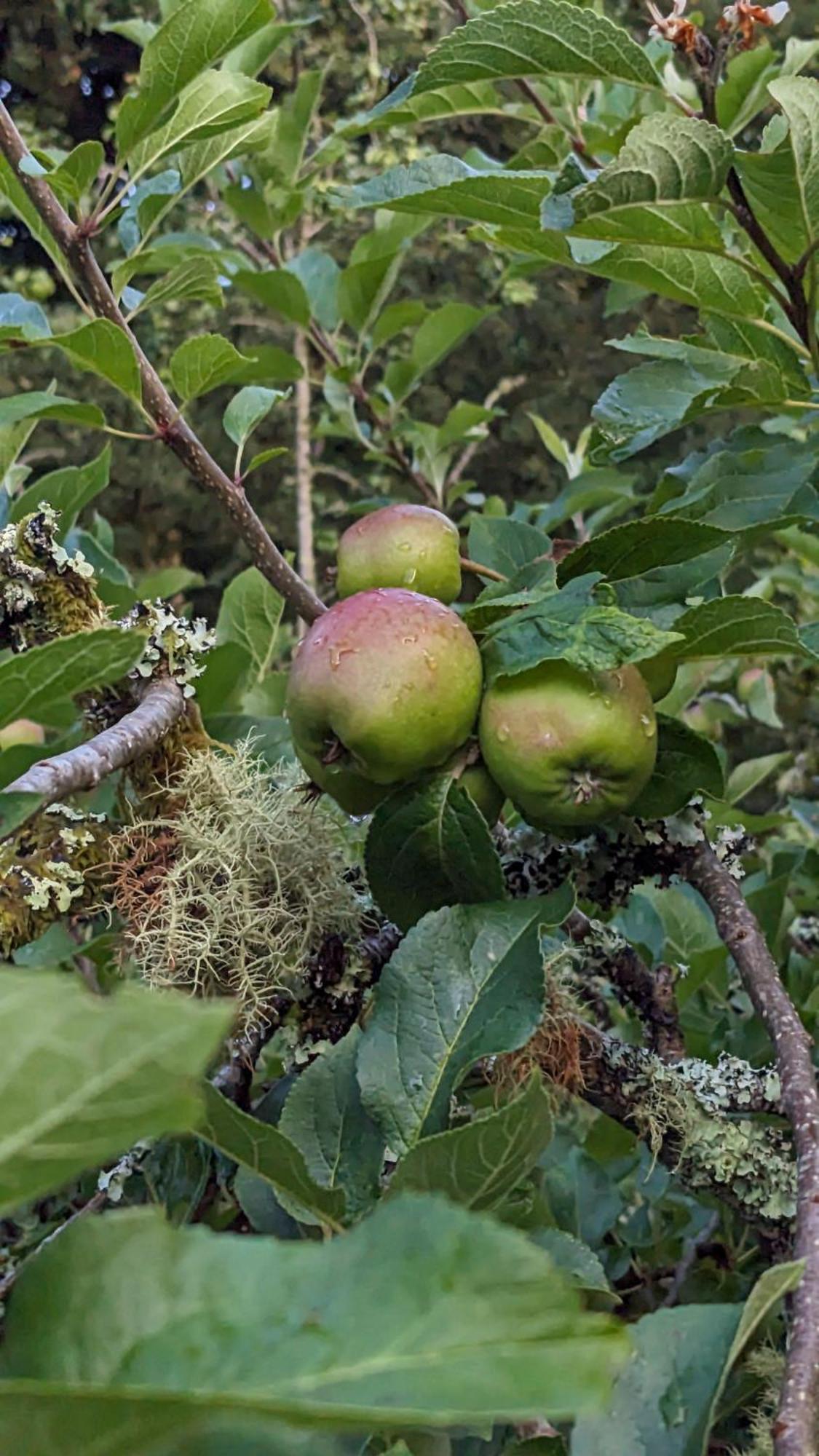 The Applehay Villa Constantine Luaran gambar